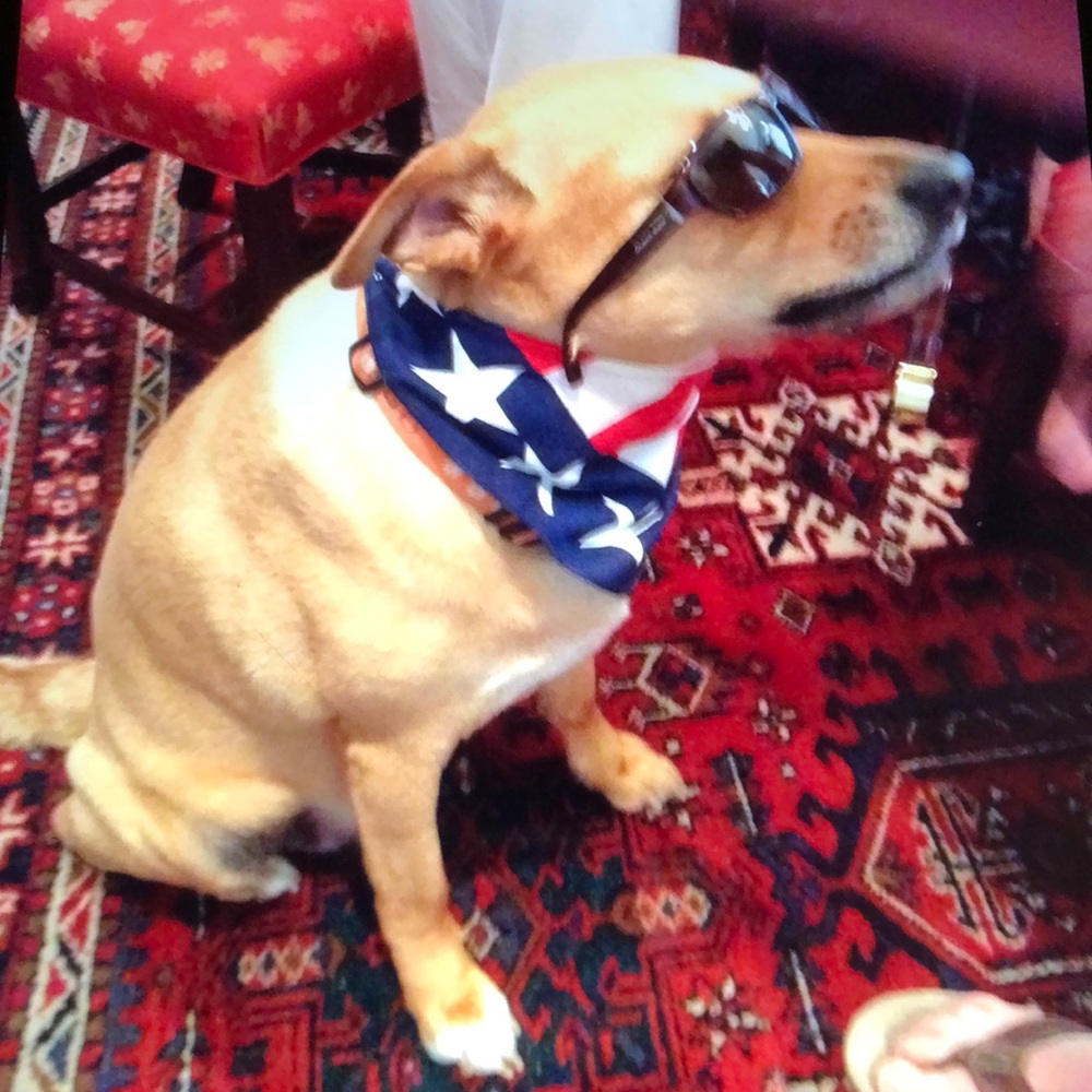 Meet your Posher, Patsy - Picture 4 of 5